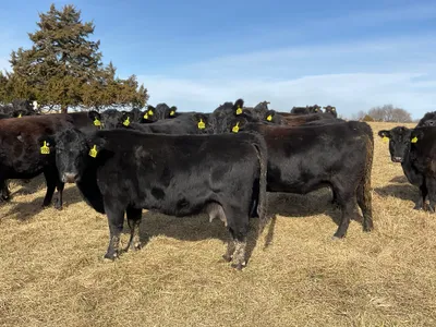 cattle listing photo