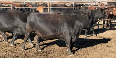 cattle listing photo