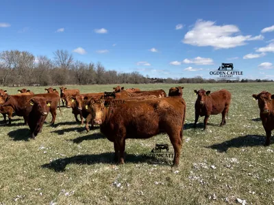 cattle listing photo