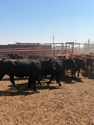 cattle listing photo