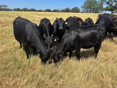 cattle listing photo