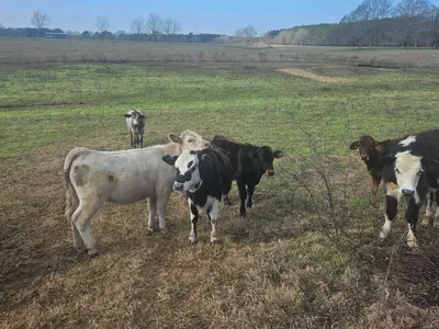 cattle listing photo