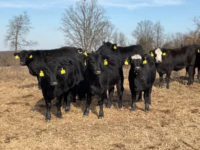 cattle listing photo