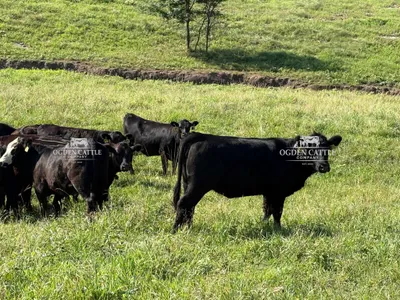 cattle listing photo