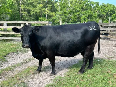 cattle listing photo