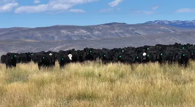 cattle listing photo