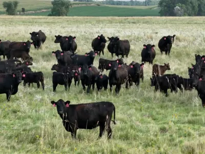 cattle listing photo