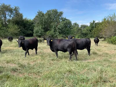 cattle listing photo