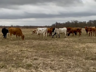cattle listing photo