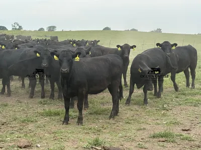 cattle listing photo