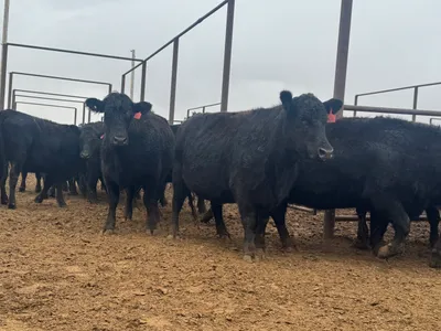 cattle listing photo