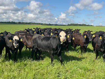cattle listing photo