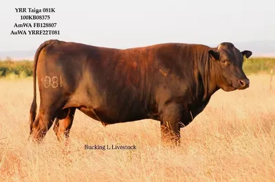 cattle listing photo