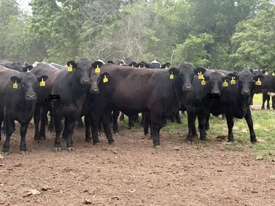 cattle listing photo