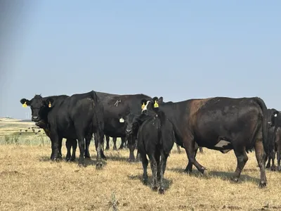 cattle listing photo