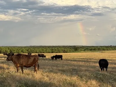cattle listing photo