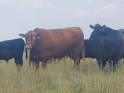 cattle listing photo
