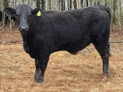 cattle listing photo