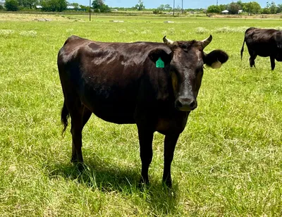 cattle listing photo