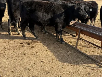 cattle listing photo