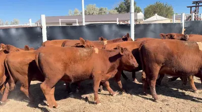 cattle listing photo