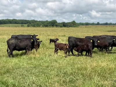 cattle listing photo