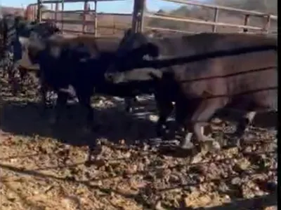 cattle listing photo