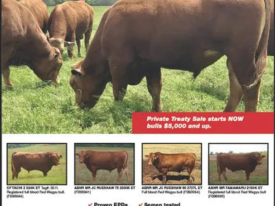 cattle listing photo