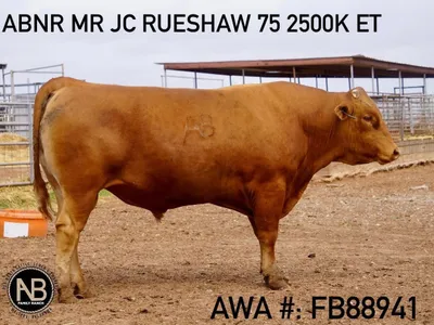 cattle listing photo