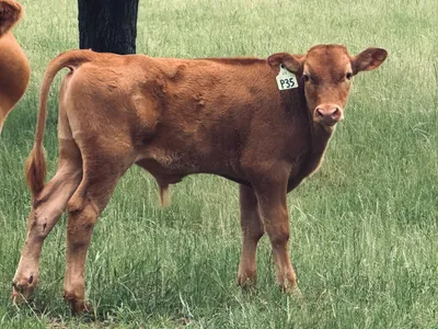 cattle listing photo