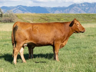 cattle listing photo