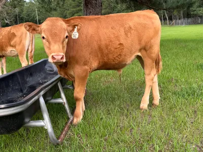 cattle listing photo