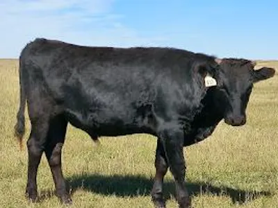 cattle listing photo