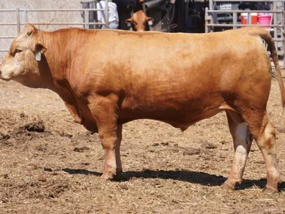 cattle listing photo