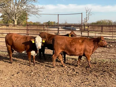 cattle listing photo