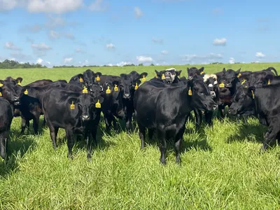 cattle listing photo