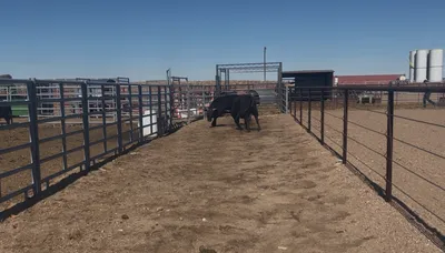 cattle listing photo