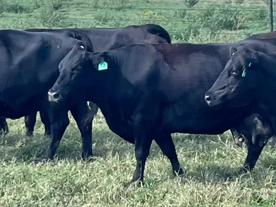 cattle listing photo