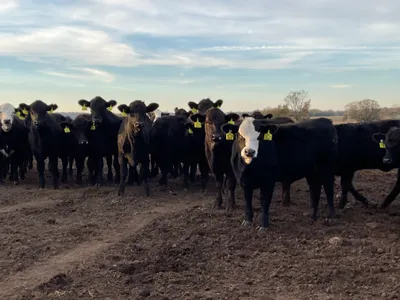 cattle listing photo