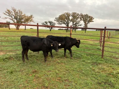 cattle listing photo