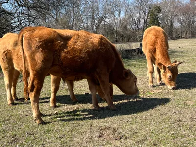 cattle listing photo