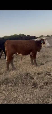 cattle listing photo