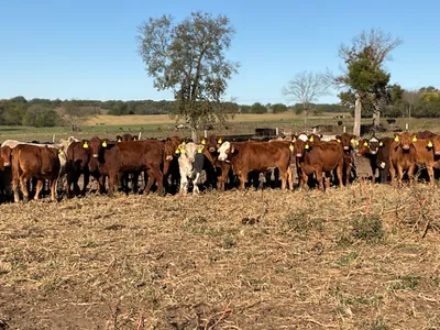 cattle listing photo