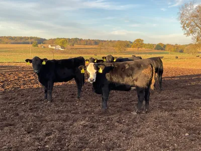 cattle listing photo