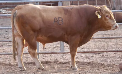 cattle listing photo