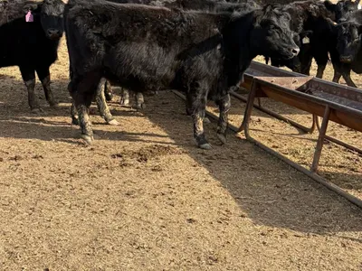 cattle listing photo