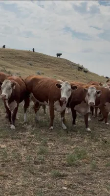 cattle listing photo