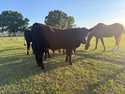 cattle listing photo