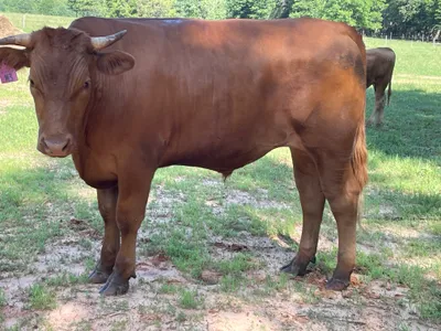 cattle listing photo