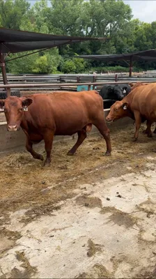 cattle listing photo